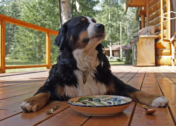 Natural Herb Diuretics for Dogs: Dog waiting for food