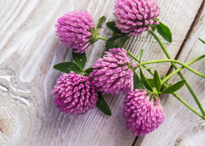 Natural Diuretic Herb for Dogs #2: Red Clover