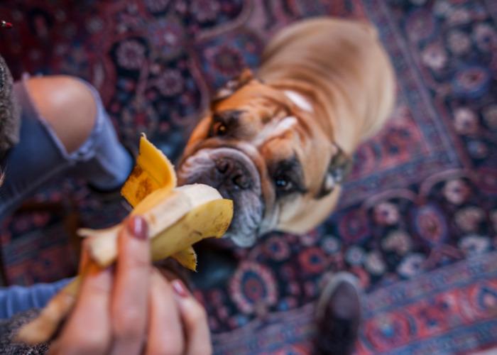 Natural Food Diuretics for Dogs: Dog eating a banana, a good food diuretic