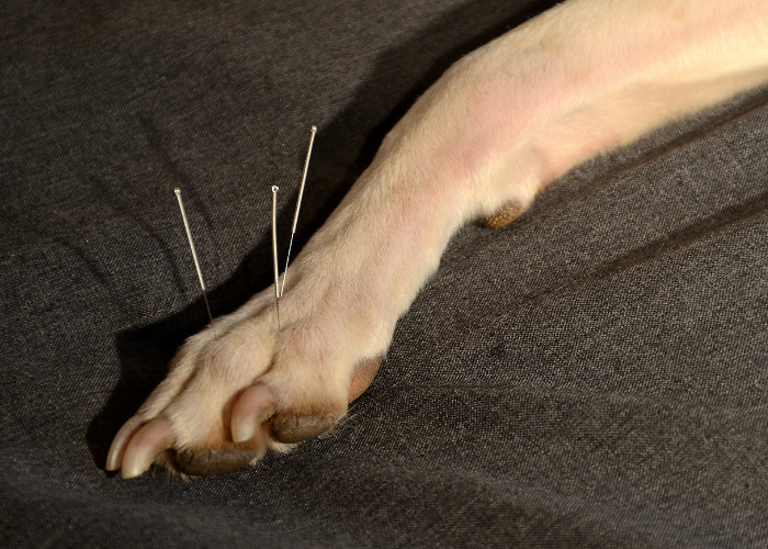 Natural Diuretic for Dogs: Acupuncture and acupressure are safe options too