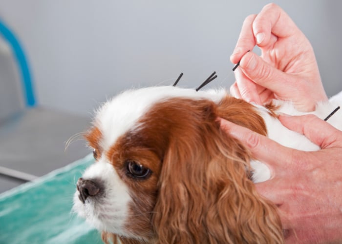 Other Options in Natural Diuretics #1: A professional is doing acupuncture to a dog.