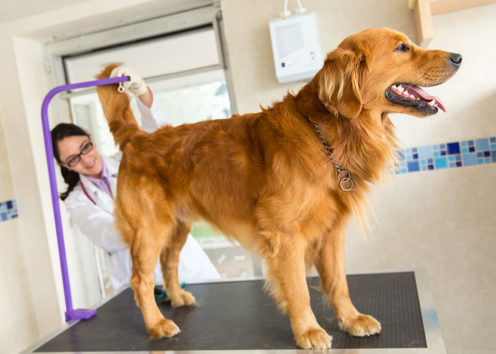 Other Options in Natural Diuretics #3: A veterinarian is about to conduct a gland expression to a dog.