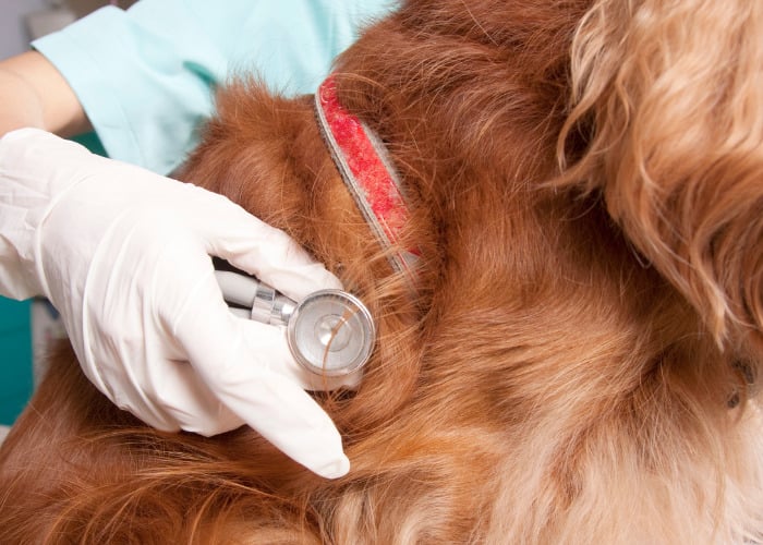 Other Options in Natural Diuretics #4: A vet is checking a dog's vital signs.