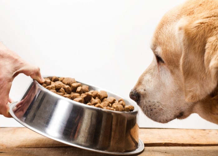 Other Options in Natural Diuretics #5: A dog is given food to eat.