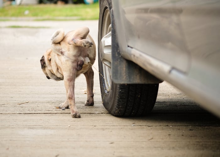 Dog Urine Marking