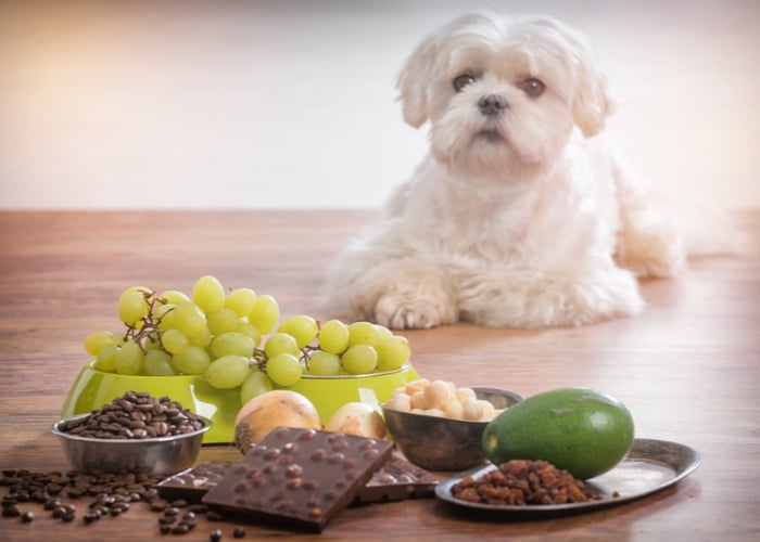 What Human Food Are Safe For Puppies?