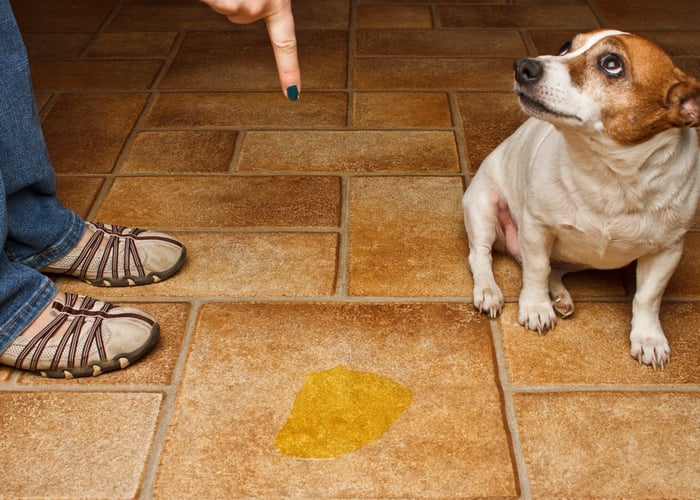 What Not To Do When Your Dog Is Marking Their Territory