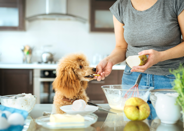 What To Remember When Making Homemade Puppy Food?