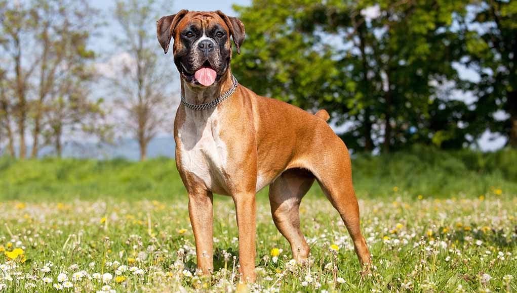 boxer dog breed