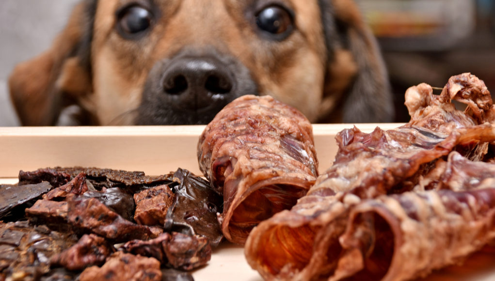 Homemade Puppy Foods and Treats Recipe: Vet-Approved