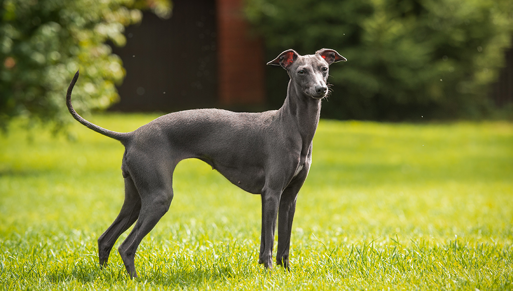 Italian Greyhound