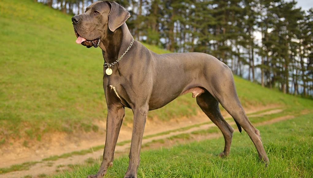 great dane dog breed