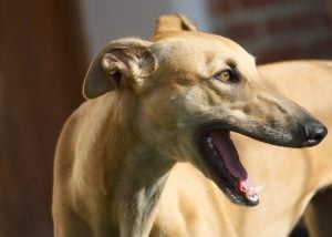 brown greyhound dog breed greyhounds