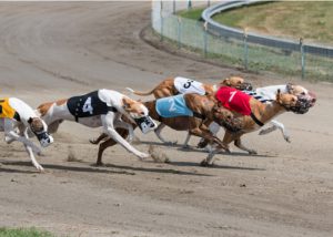 Greyhound racing greyhounds running in race