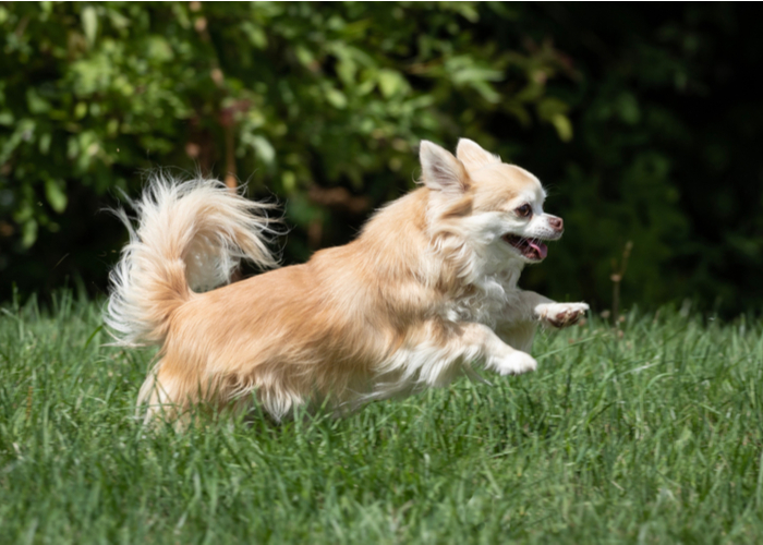 Long haired chihuahua running and playing on grass