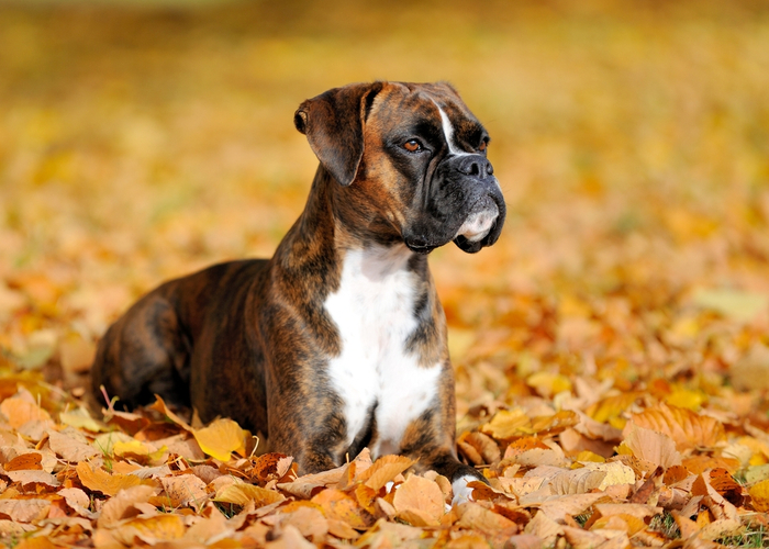 boxer dog