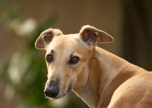 Brown Greyhound portrait