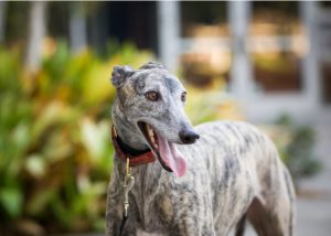 Fawn brindle Greyhound dog outdoor 