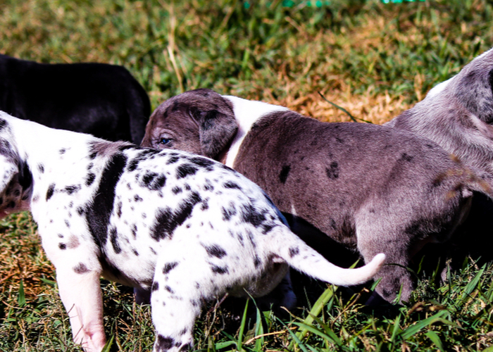 great dane puppies