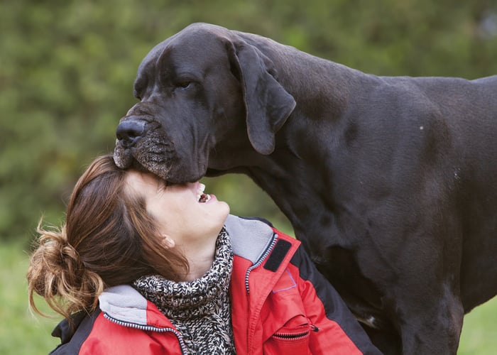 Great Dane