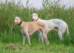 Two greyhound dogs brown white on grass