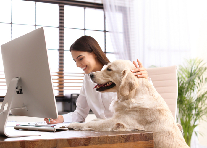 how do pet-friendly offices work