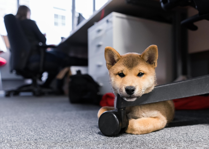 companies with dog-friendly offices