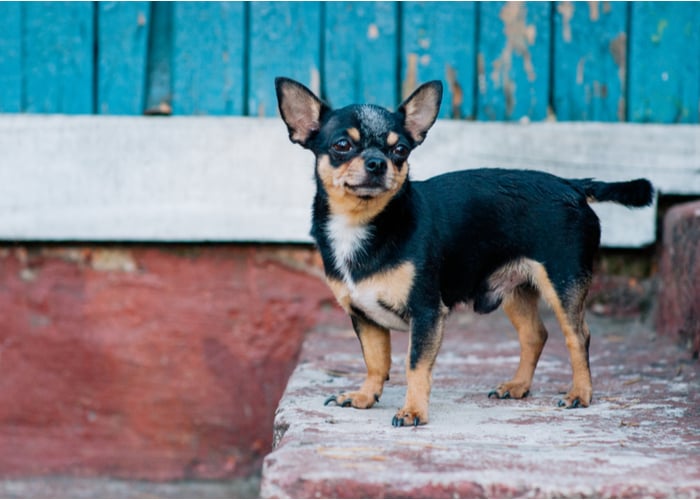 Chihuahua black, brown and white outside on the streets