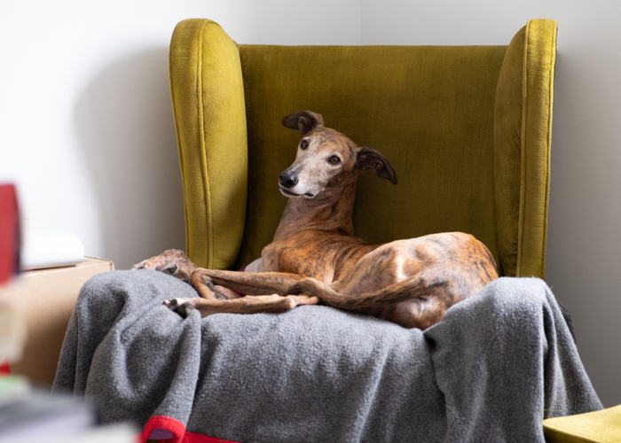 Greyhound sleeping on couch lap dog