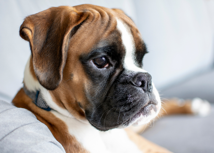 boxer dog