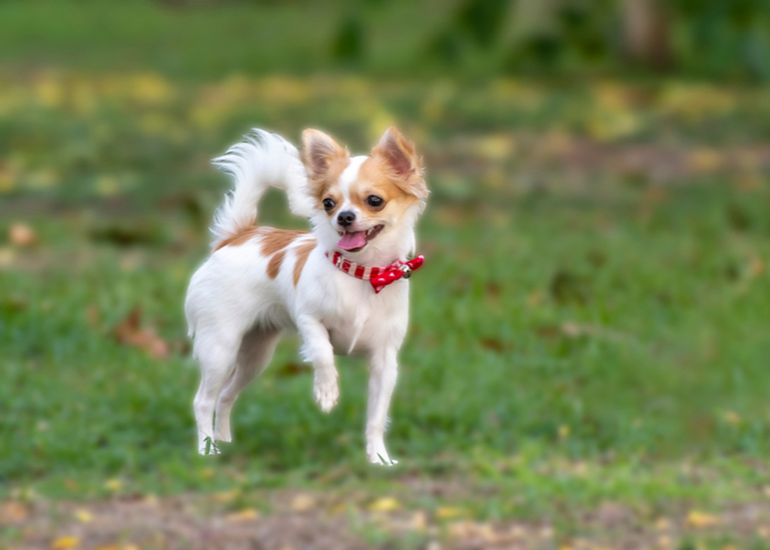 white brown long hair chihuahua walking on the grass outdoor