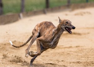 Brindle Greyhound Racing Dog Racing