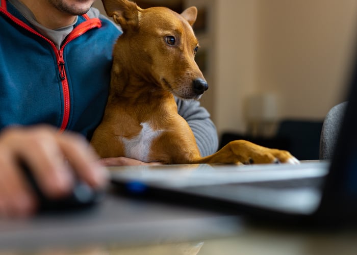 How to create a dog-friendly offices