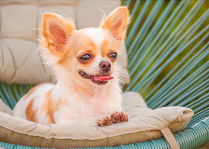 white cream longhair chihuahua relaxing on a wicker chair with pillow on a sunny day