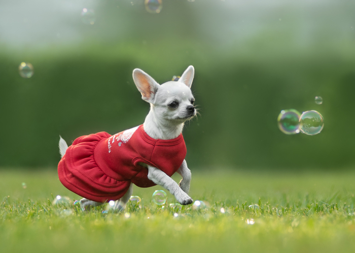 White Chihuahua in a red dress running after soap bubbles