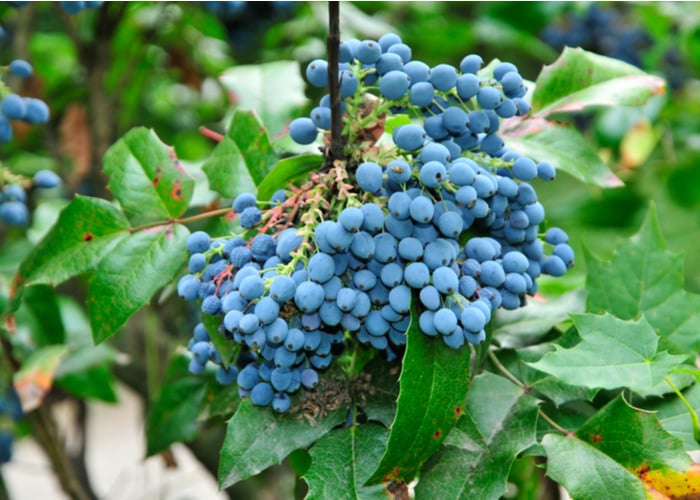 oregon grape for killing giardia