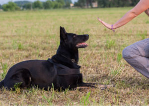 training a dog