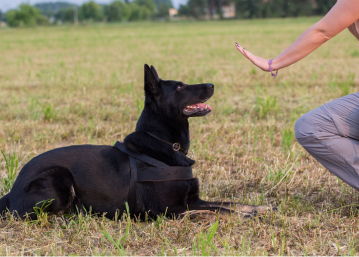 training a dog