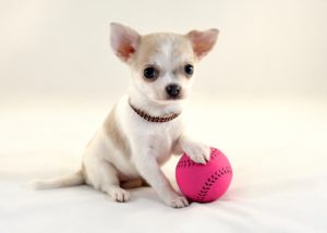 teacup chihuahua playing with pink ball