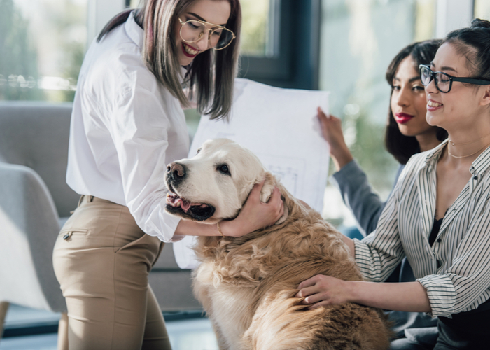 how do a dog-friendly offices help your company