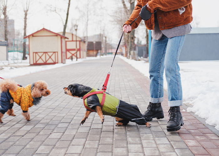 Aggressive Dachshund