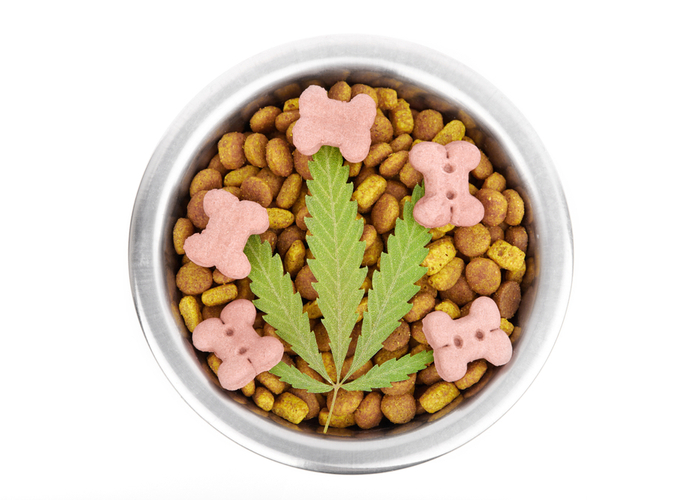 Best CBD Dog Treats