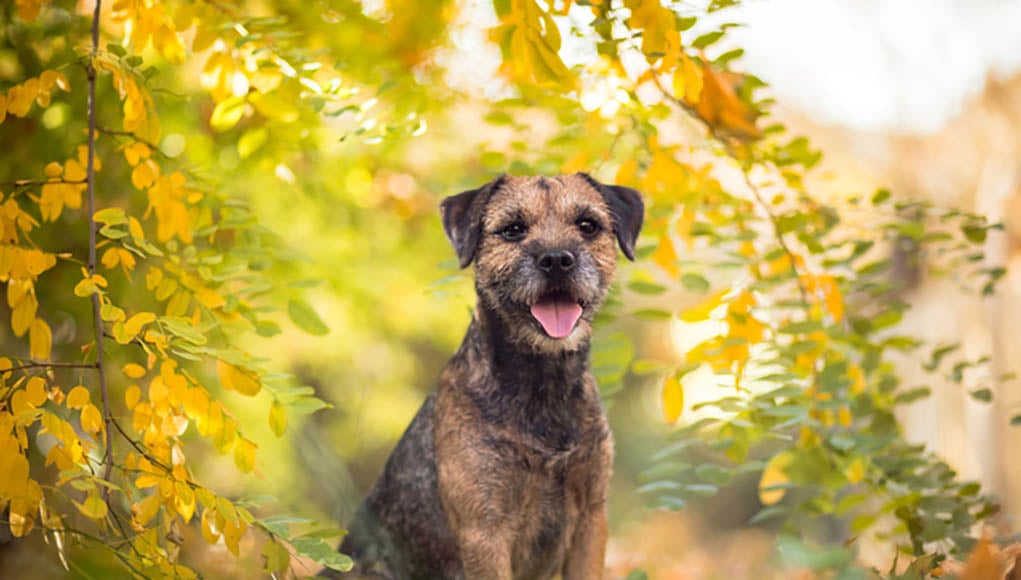 Pure Bred Border Terrier