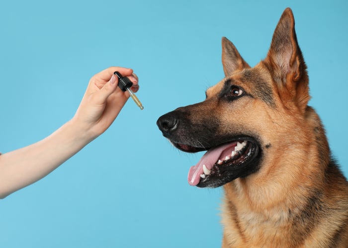 Brown dog and owner's hand holding a dropper with CBD oil