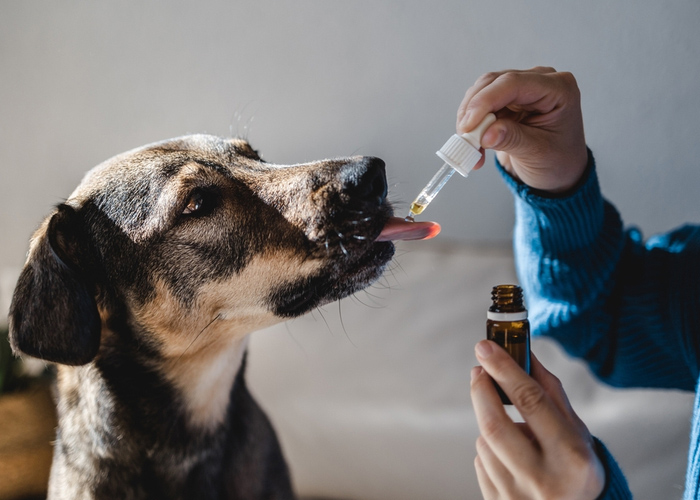 A dog sticks his tongue out to catch drops of CDB from a dropper