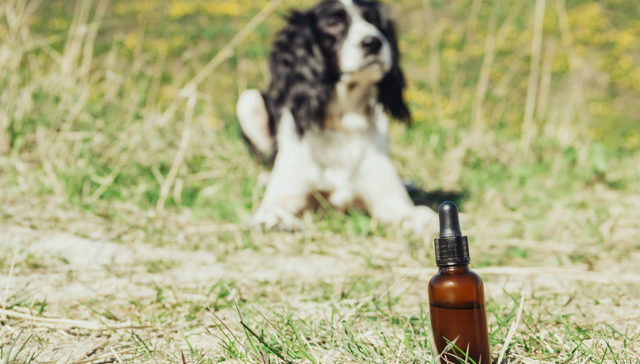 CBD for Dogs Pros and Cons Featured