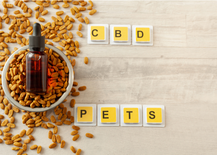 CBD for Dogs