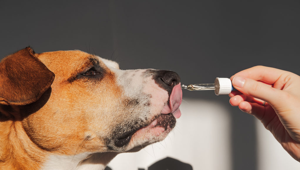 Cannabidiol for Dogs - Potential Side Effects