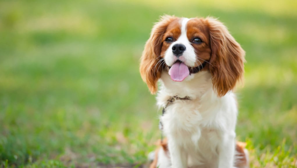 Cavalier King Charles Spaniel