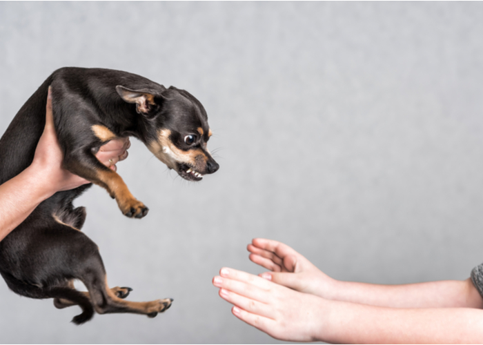 Chihuahua - Meanest Dog Breed